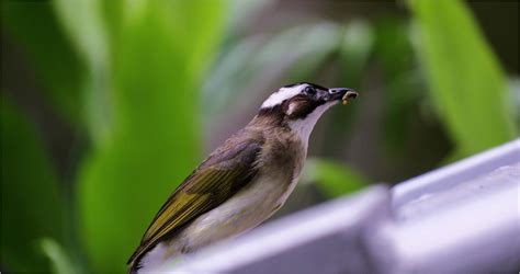 鸚鵡飛進家裡代表什麼|【家裡出現鳥】家裡鳥進來有什麼好兆頭？自來鳥寓意大公開！